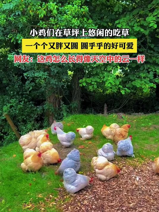 小鸡们在草坪上悠闲的吃草,一个个又胖又圆,圆乎乎的好可爱