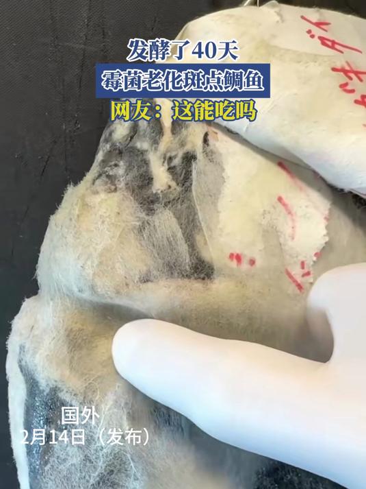 发酵了40天,霉菌老化斑点鲷鱼,网友:这能吃吗