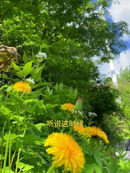 今天去深山老林里采野生黄花菜，上山一看发现山坡上长了一大片