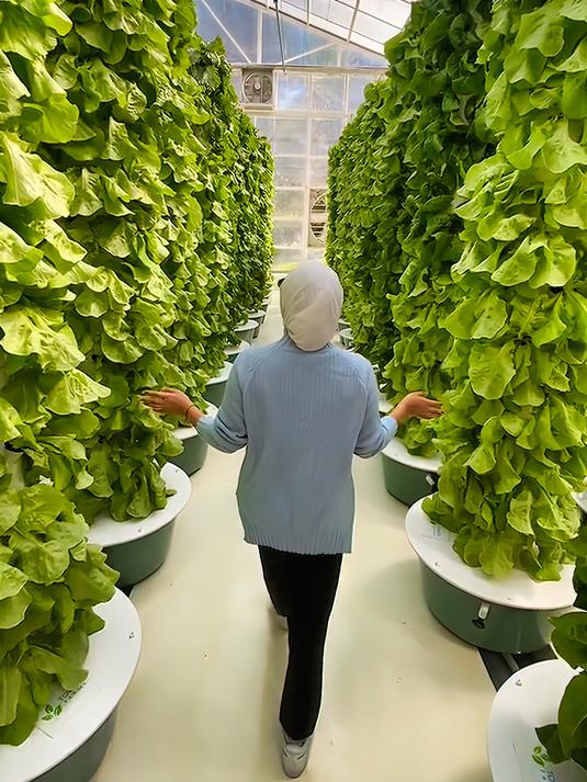 管道水培,让沙漠变成瓜果蔬菜的乐园