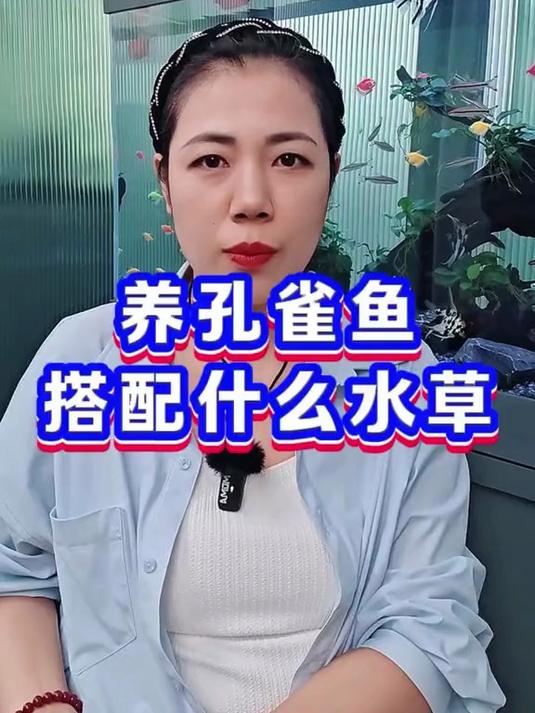 养孔雀鱼搭配什么水草