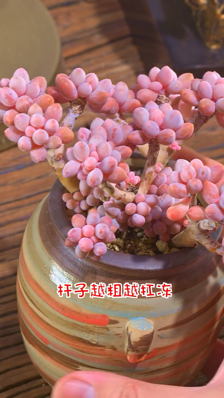 让你看看,养的好的多肉有多美