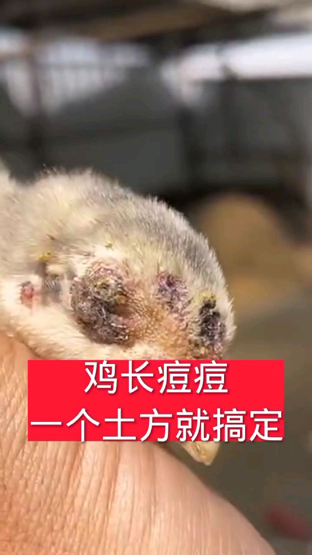 鸡长鸡痘怎么办
