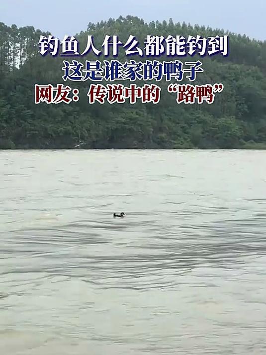 钓鱼人什么都能钓到,这是谁家的鸭子,网友:传说中的“路鸭”