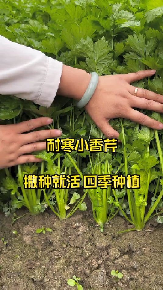 四季小香芹,好吃好种植
