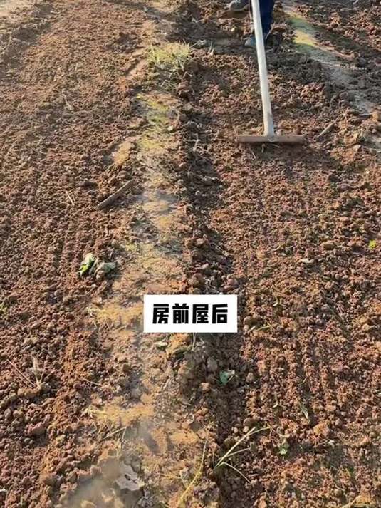 刺龙芽种植超简单,口感鲜香,你也能种好!