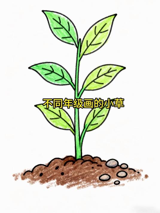 不同年级画画的小草
