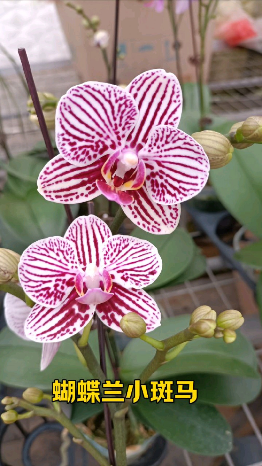 分享蝴蝶兰25个品种,新手花友可以认识下奥,你更喜欢哪款品种?