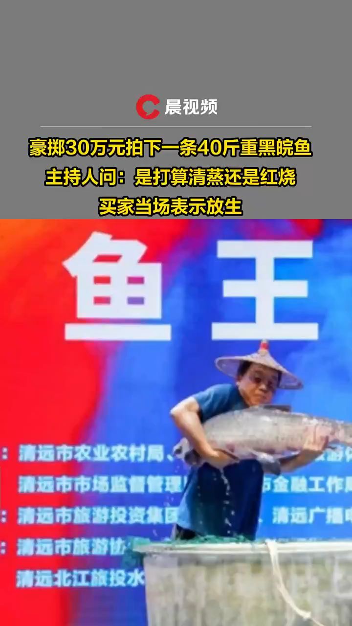豪掷30万元拍下40斤重黑皖鱼,主持人问:是打算清蒸还是红烧?买家当场表示放生