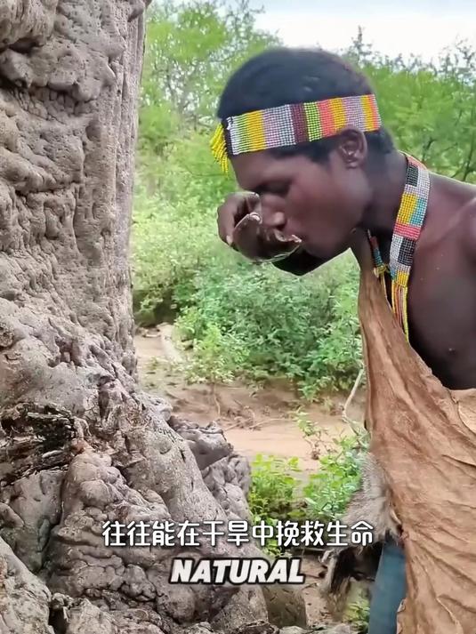 非洲猴面包树的传奇价值