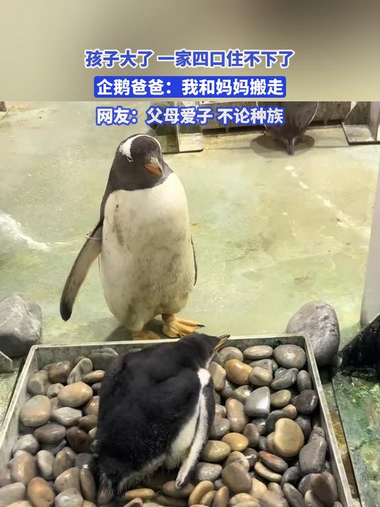 父母爱子,不论种族!企鹅夫妻将住房让给了双胞胎宝宝