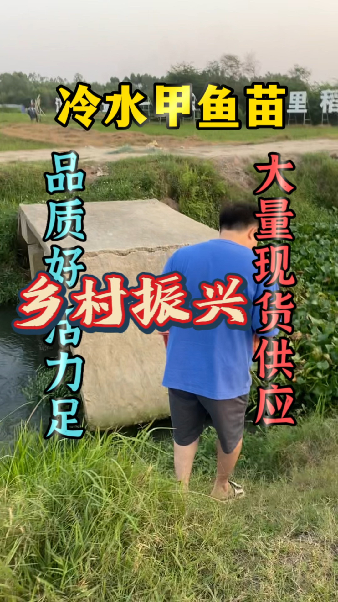 外塘冷水甲鱼苗,品质好活力足