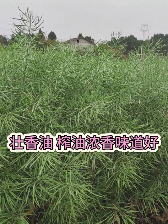 2025油菜新品种,壮香油油菜种,分枝多,茎秆粗壮,榨油浓香