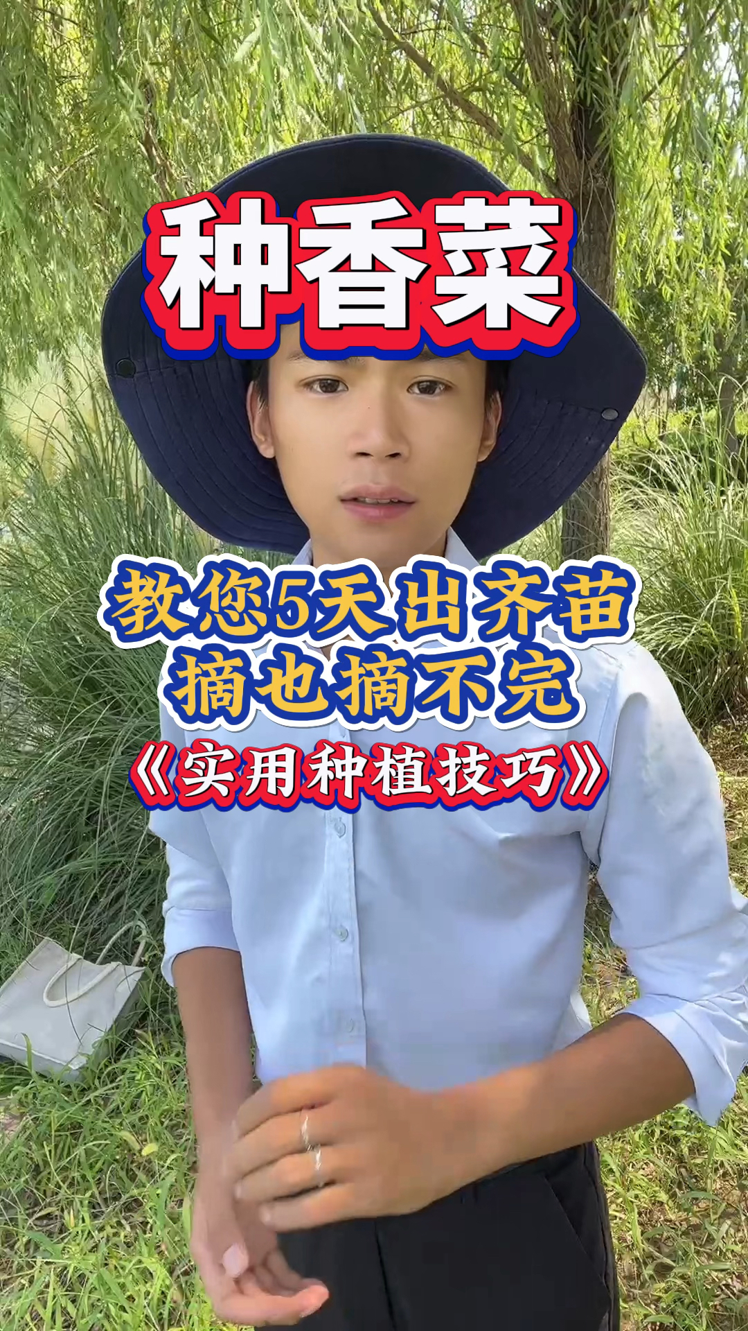 香菜种植,5天苗全出齐,摘不完的种植技巧!