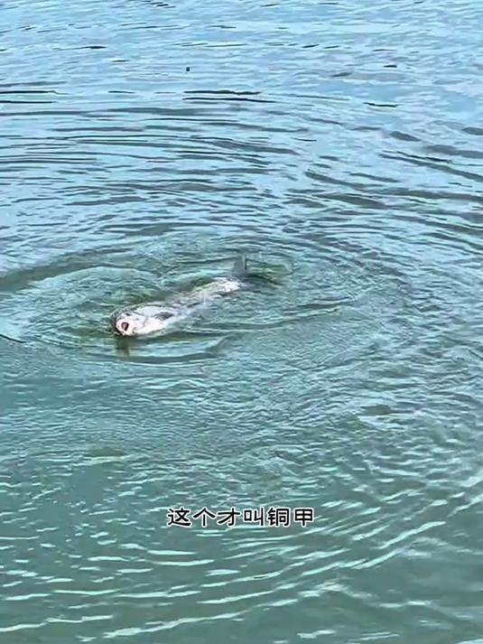 细钩细线如何博大物