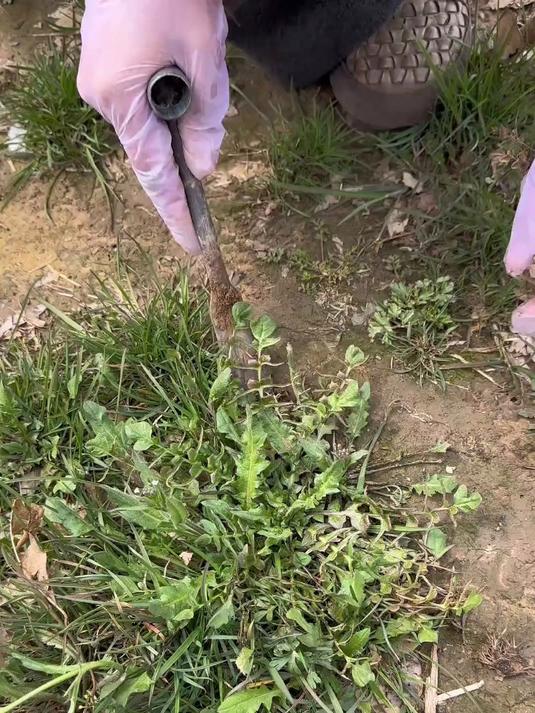 野生的荠菜,北方的荠菜都是这样,水煮后就会变的新鲜