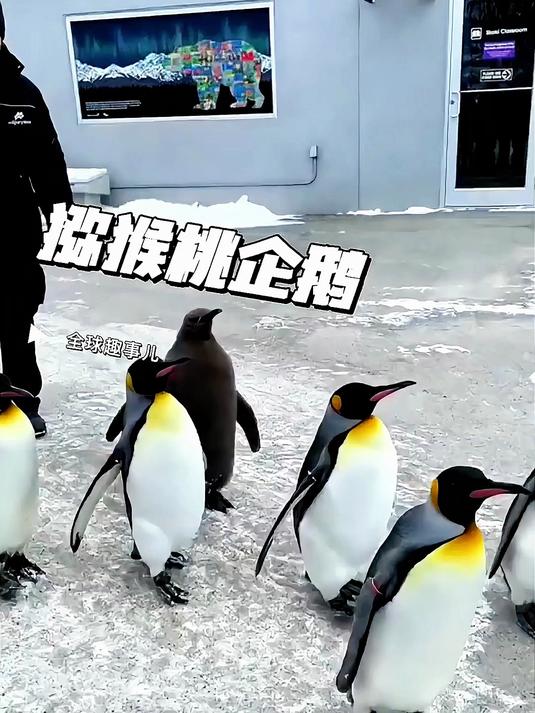 浑身毛像个猕猴桃,这只小企鹅真可爱,网友:求别长大!