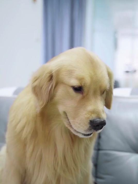 萌娃和狗狗联手偷吃蛋糕，看到最后你会发现路虎实在是无辜受牵连