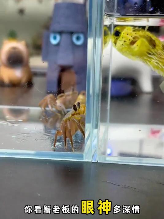 泡芙阿姨和蟹老板来了!(2)