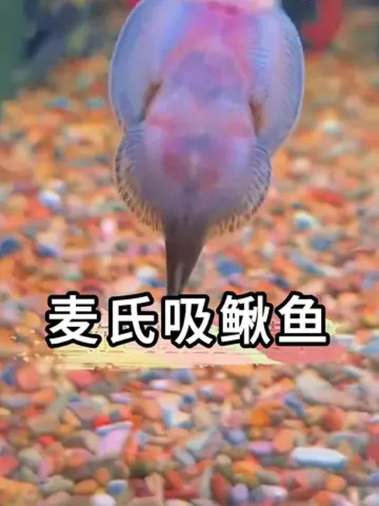 鱼缸放两条麦氏吸鳅鱼 一晚上玻璃洁净如新 真绝!