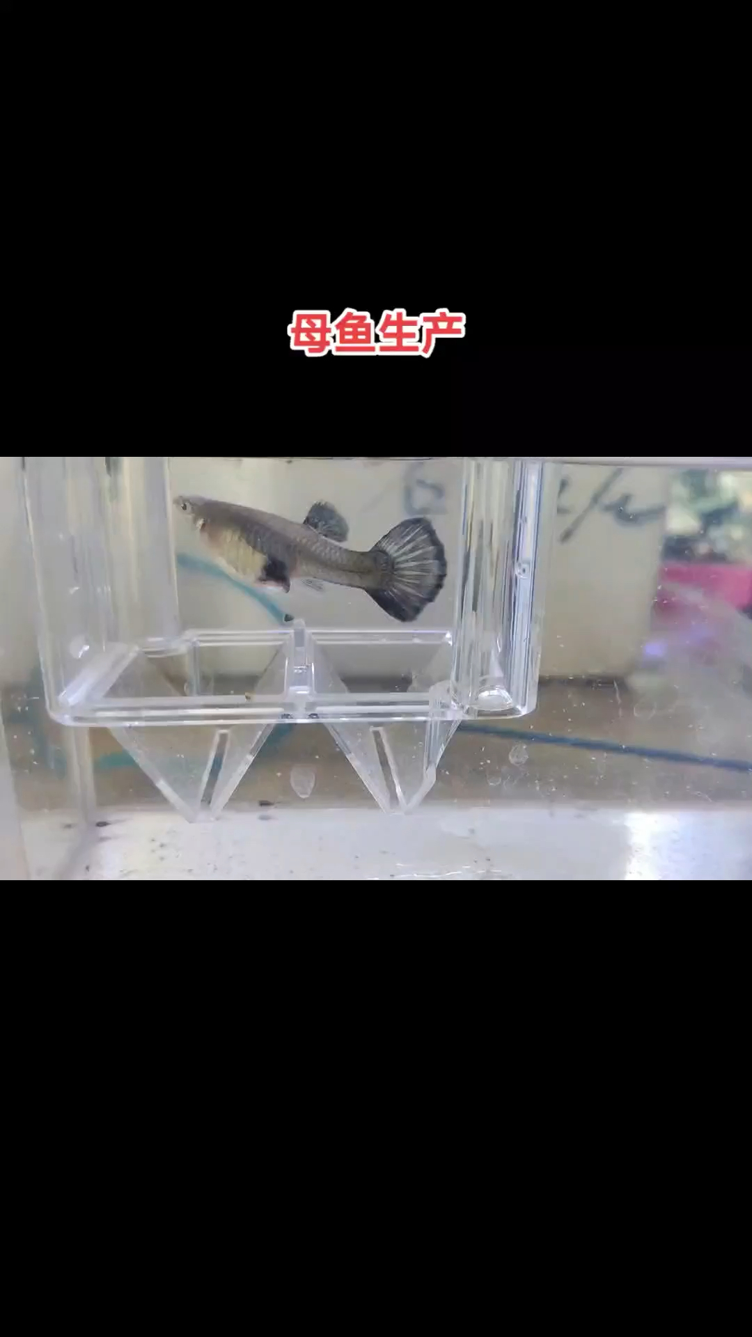 孔雀鱼生孩子,有点意思