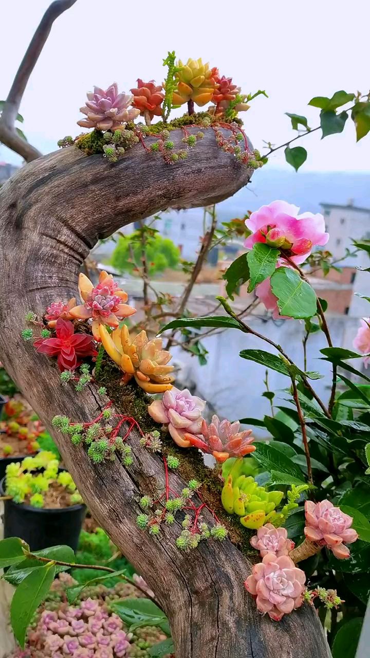 多肉树桩下面,花池里的香妃茶花开了～#多肉植物 #多肉
