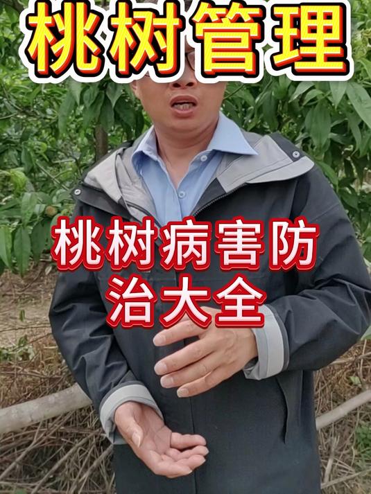 桃树病害防治大全#桃子熟了#又脆又甜的大桃子 #桃树高产#果树病虫害防治#桃树高产