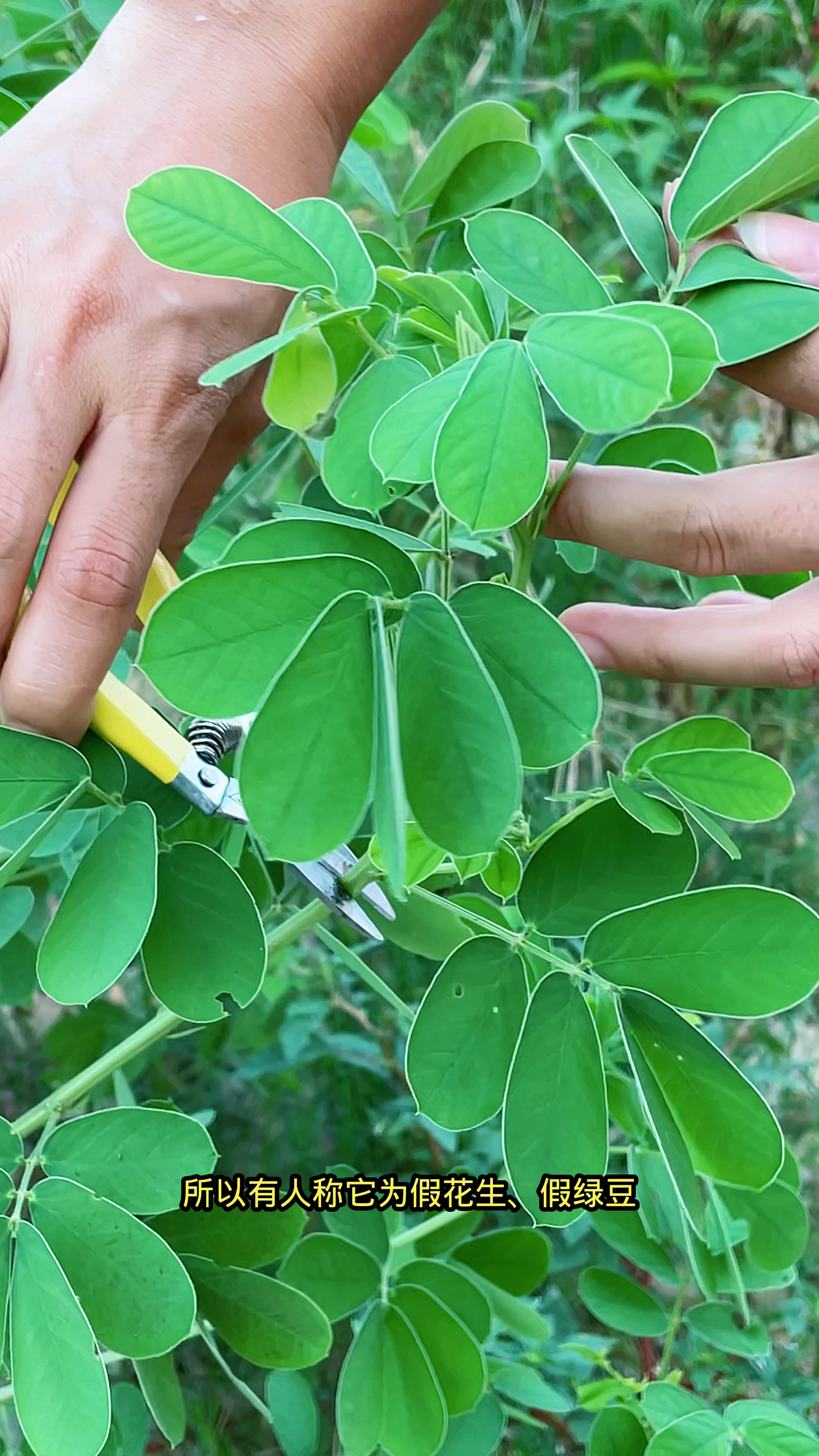 这种像花生苗的植物叫决明草,种子是决明子,遇见采摘些回家
