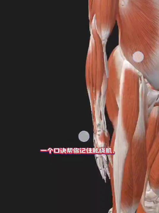 肱桡肌记忆口诀,再也不用担心记不住了