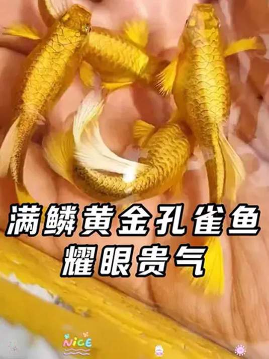 过年养满鳞黄金孔雀鱼,好看好养还能生,寓意佳
