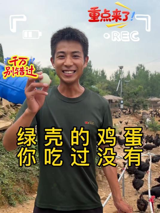 五黑鸡,绿壳蛋,你们家的散养鸡都下什么颜色的蛋呢