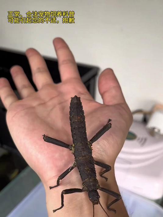 “爱洗澡”的大肉虫,遇到拖鞋?甲虫 长戟大兜虫 幼虫 大