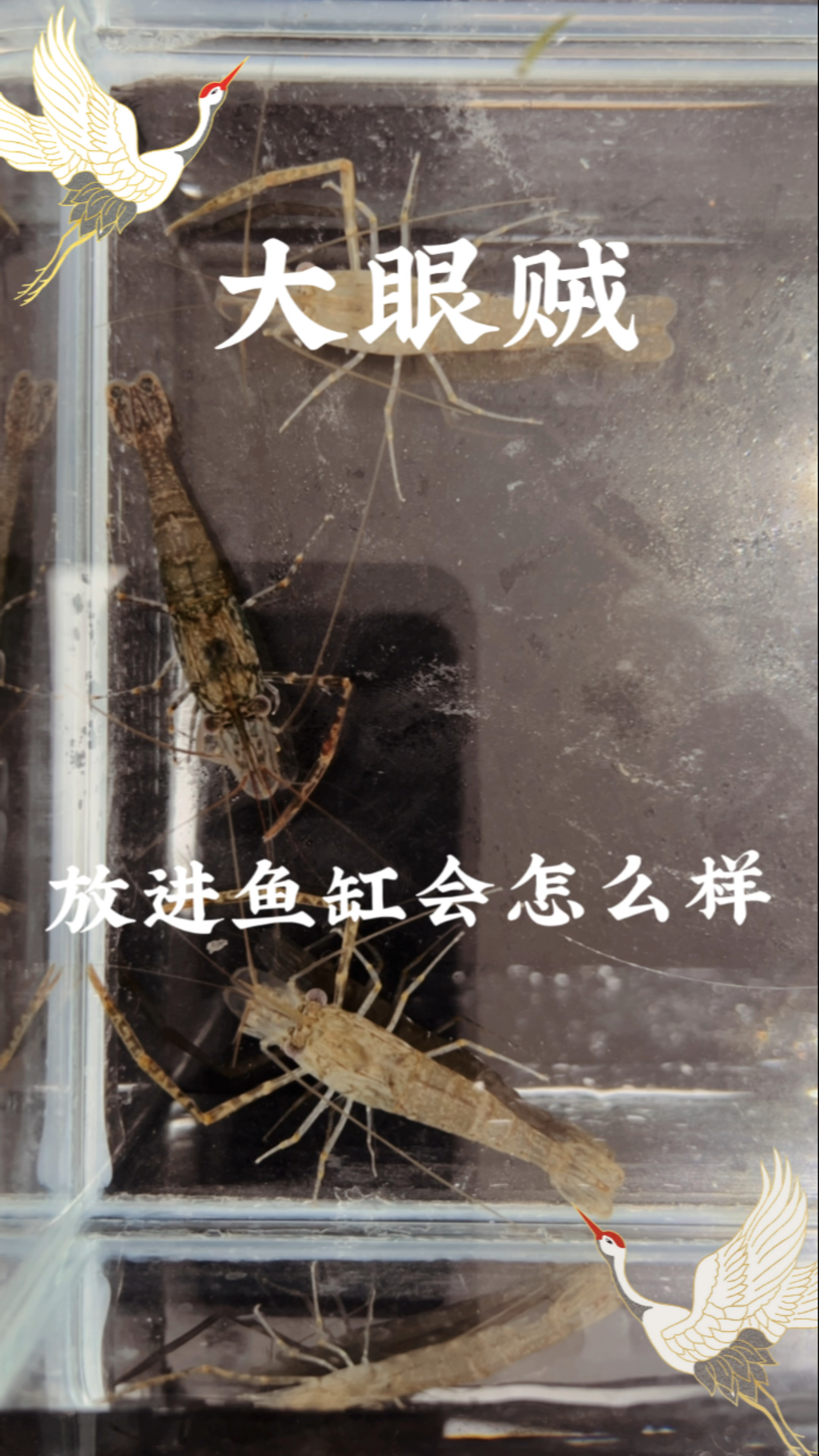 大眼虾放进鱼缸行不行？