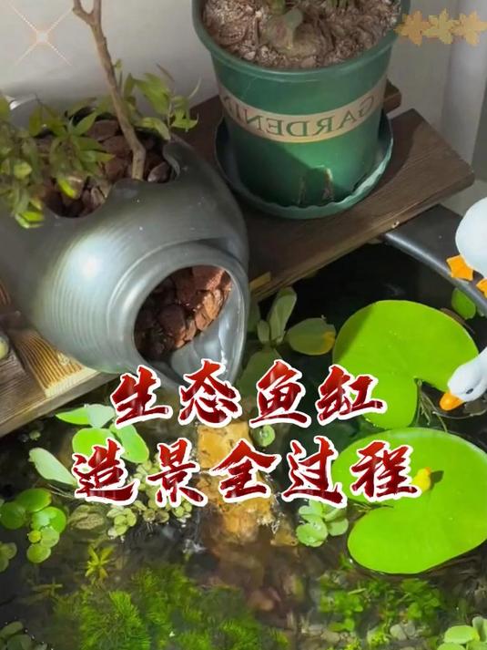 生态鱼缸造景过程,看完这个视频你不在是小白