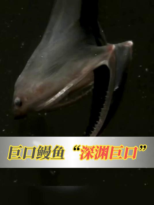 深海里的神秘巨口怪物,神奇的深海巨口鳗鱼