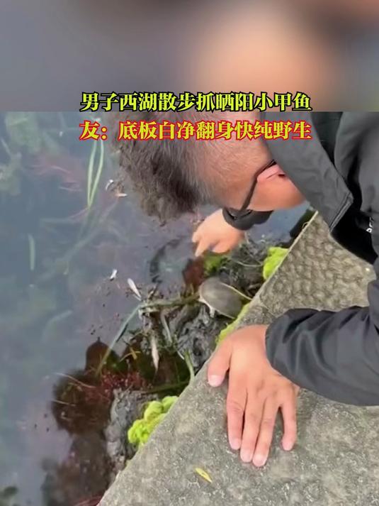 男子西湖散步抓晒阳小甲鱼,网友:底板白净翻身快,纯野生!