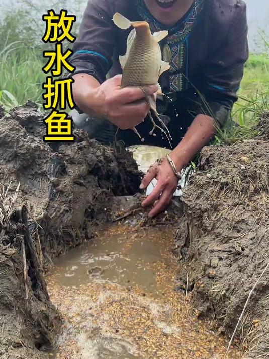 放水抓鱼 田里七星鱼多,放水抓七星鱼了,不然会吃小鱼籽的!