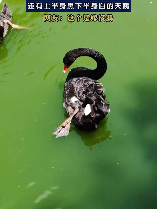 湖里有黑天鹅和白天鹅,还有上半身黑下半身白的天鹅
