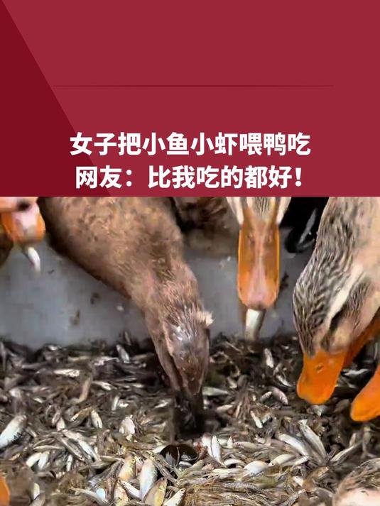 女子把小鱼小虾喂鸭吃,网友:比我吃的都好!