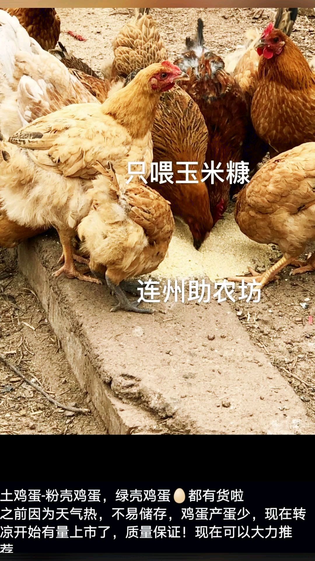 小豚鼠给大家分享老家特产