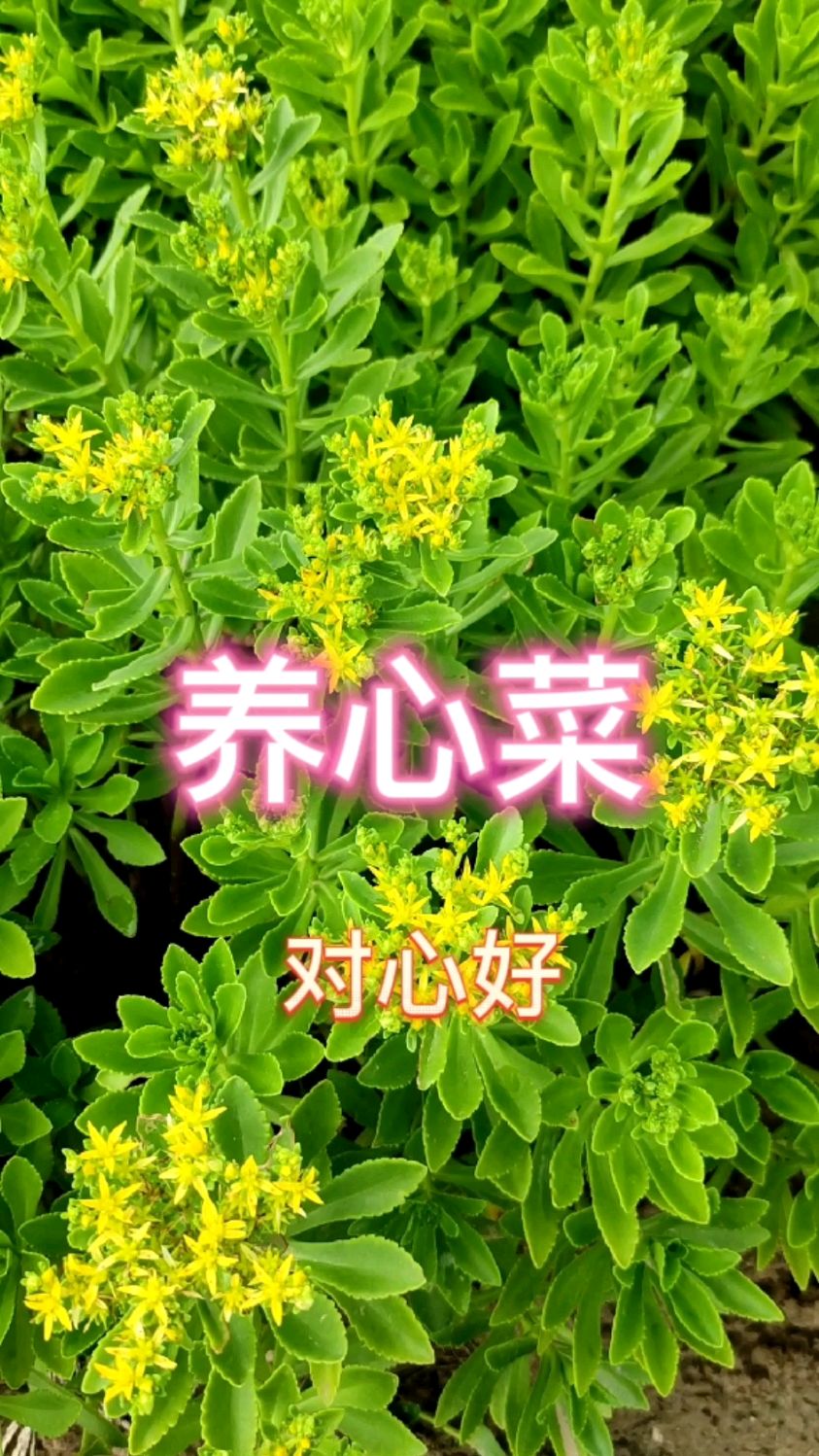 养心菜养心菜补钙对身体好