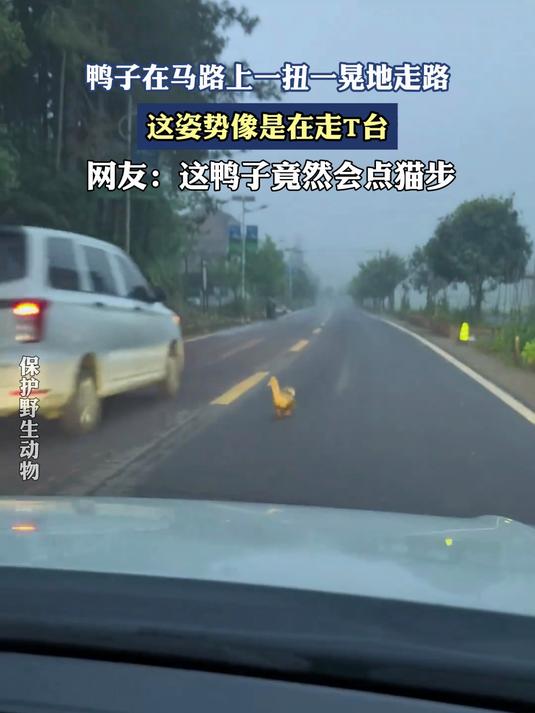 鸭子在马路上一扭一晃地走路，这姿势像是在走T台。#金榜同行时#
