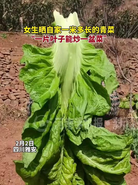 女生晒自家一米多长的青菜,一片叶子能炒一盆菜!