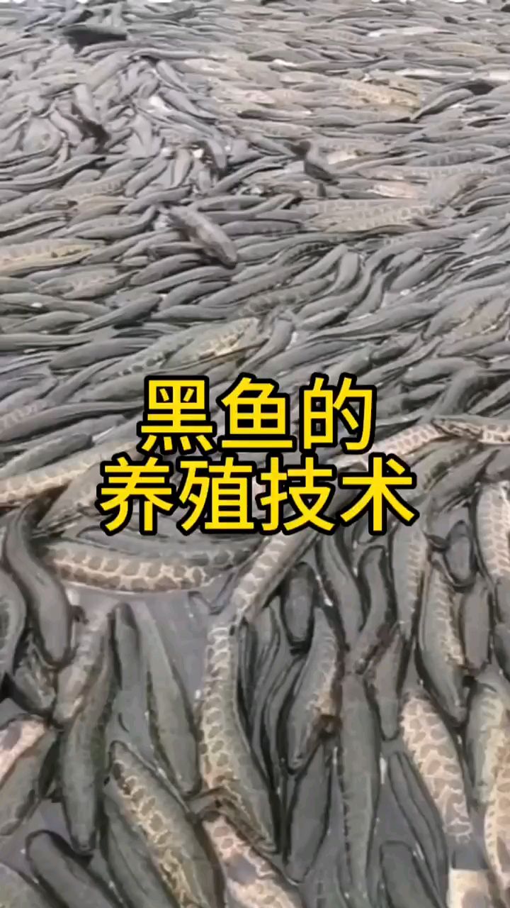 黑鱼的养殖技术