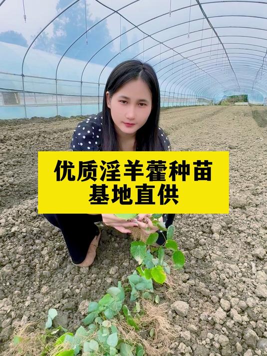 柔毛淫羊藿