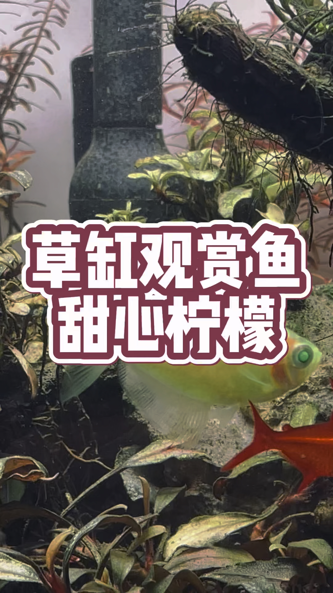 热带鱼-甜心柠檬鱼