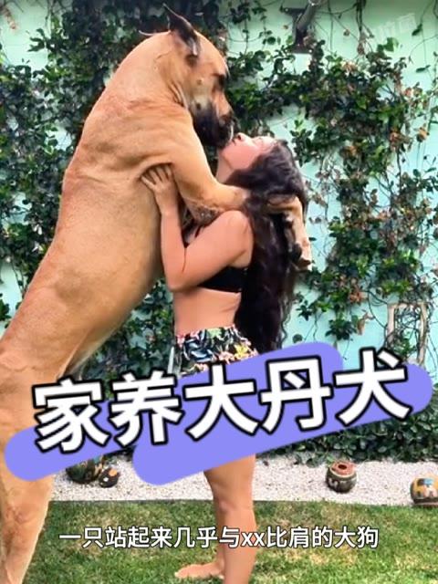 小姐姐在家养近2米高细狗,比大多数人老公还高吧!