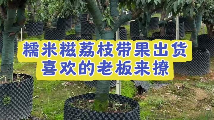 适合中小庭院种植的糯米糍荔枝,带果出货哦 荔枝 果树 果苗