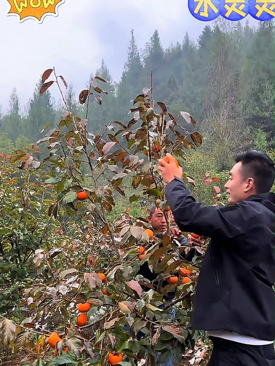 巧克力脆柿子_这脆柿子也太好吃了吧！