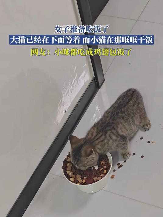 女子准备吃饭了,大猫已经在下面等着,而小猫在那哐哐干饭=